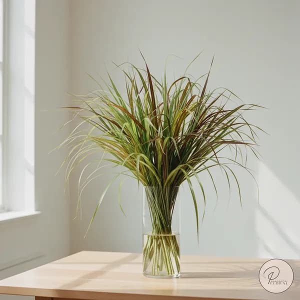 Lily Grass
