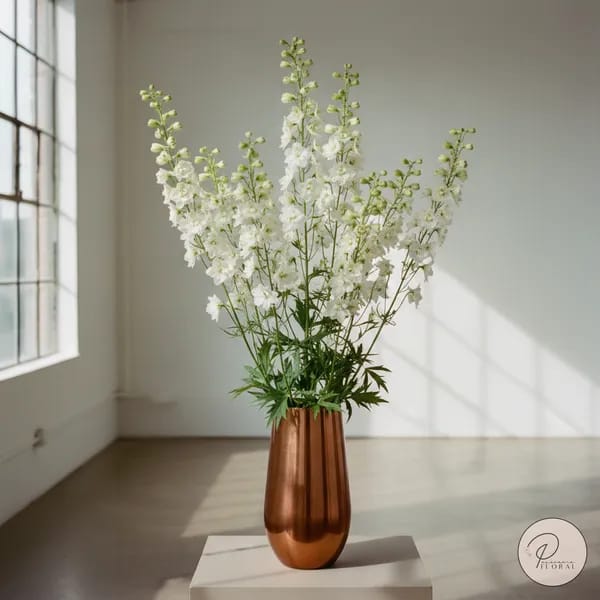 Delphinium Highlander White