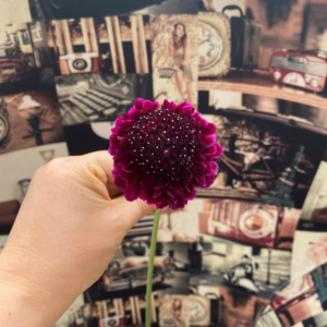 Lee más sobre el artículo Descubre la Belleza Única de la Scabiosa: La Flor que Transformará tus Espacios